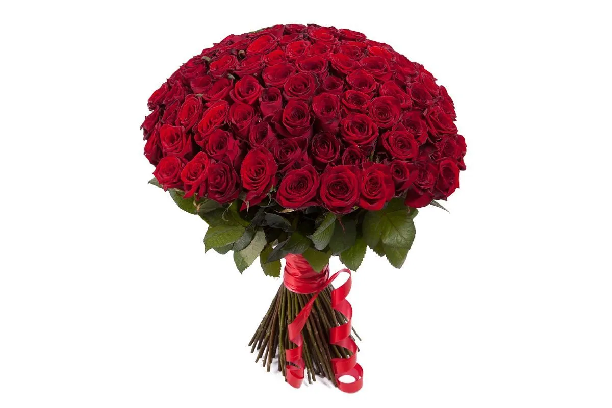 101 роза (бордо) 70см